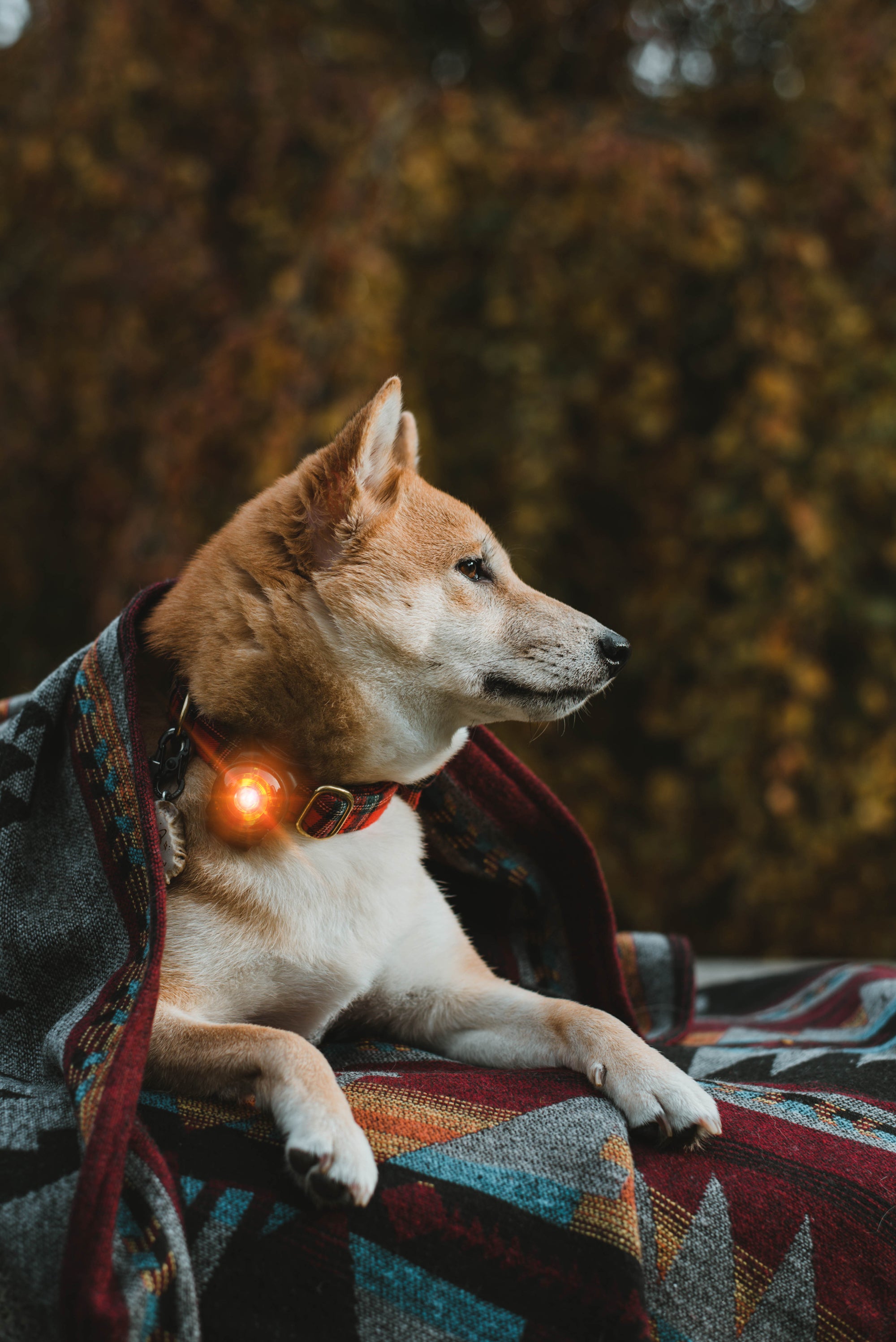 Orbiloc Dual LED Dog Safety Light, Amber