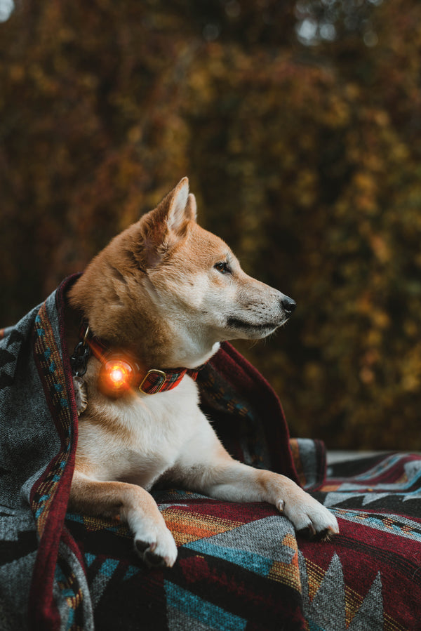 Orbiloc Dual LED Dog Safety Light, Amber