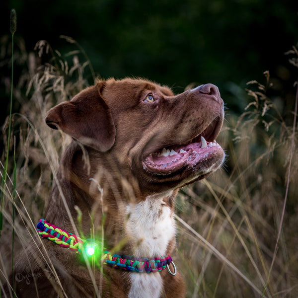 Orbiloc Dual LED Dog Safety Light, Green