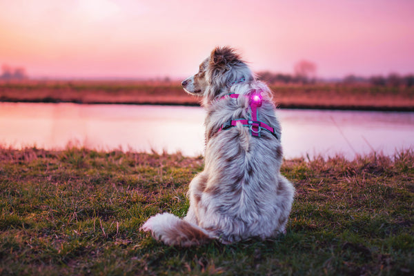 Orbiloc Dual LED Dog Safety Light, Pink