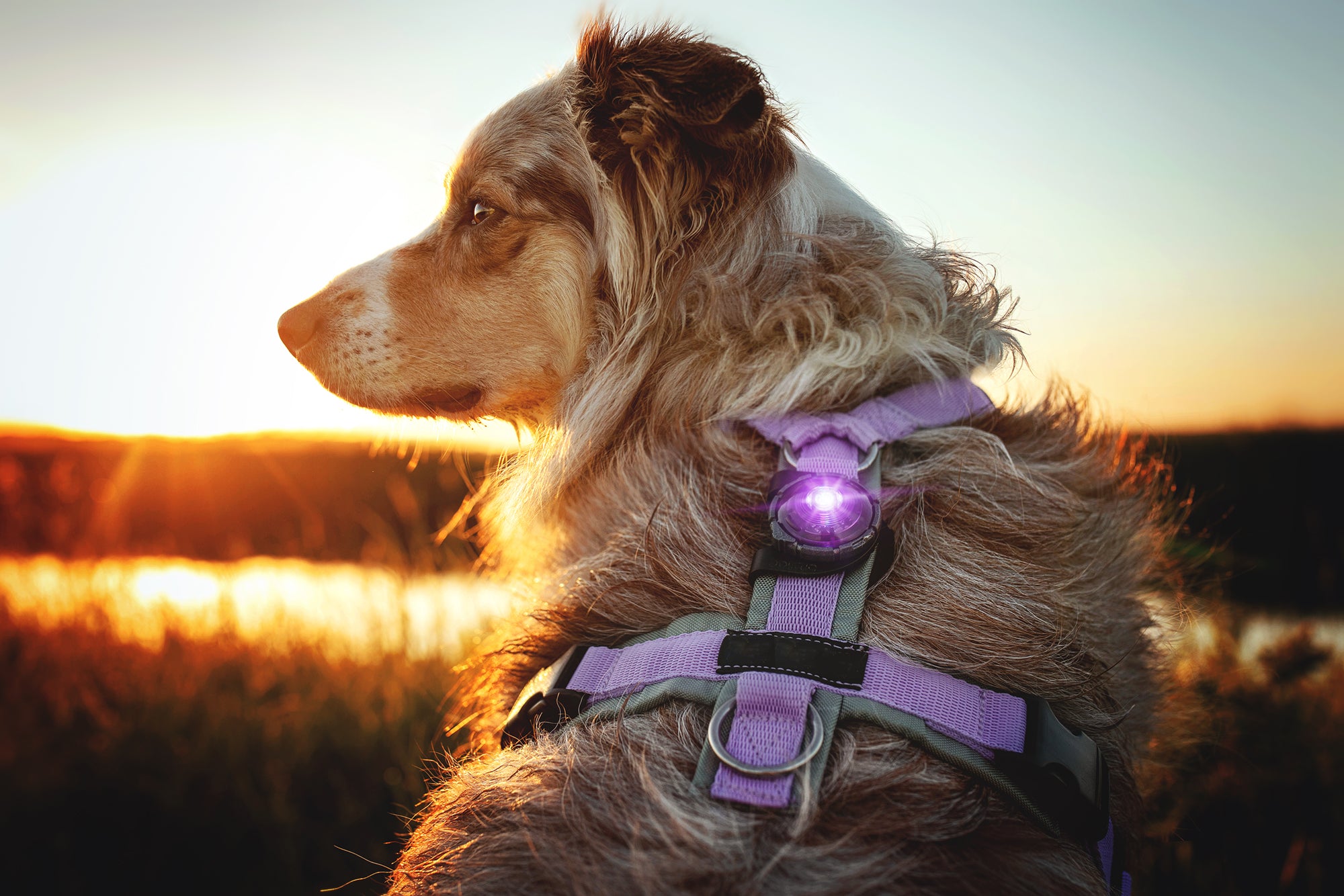 Orbiloc Dual LED Dog Safety Light, Purple