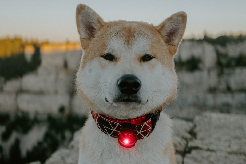 Orbiloc Dual LED Dog Safety Light, Red