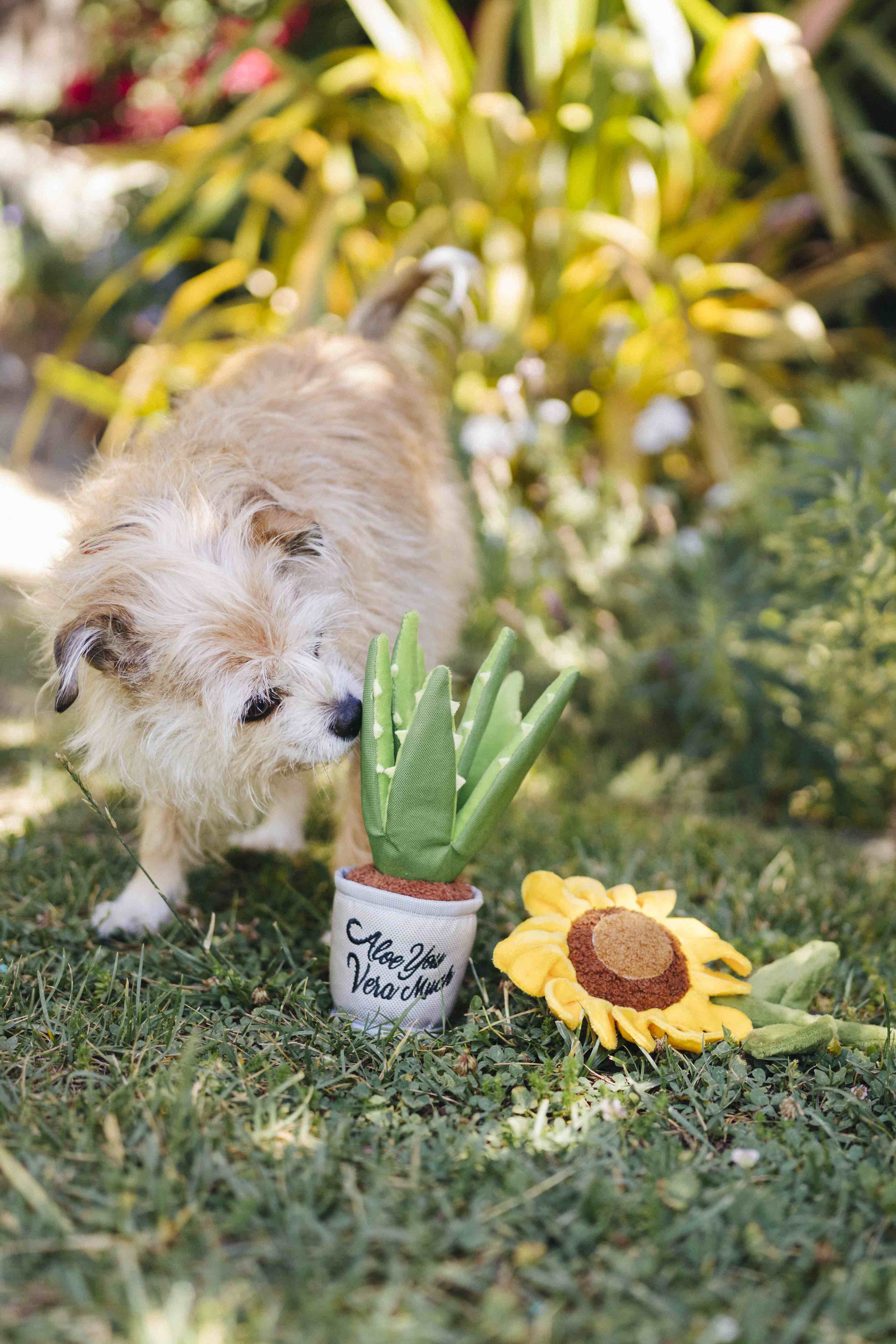 P.L.A.Y. Blooming Buddies Squeaky Plush Dog toys, Bundle