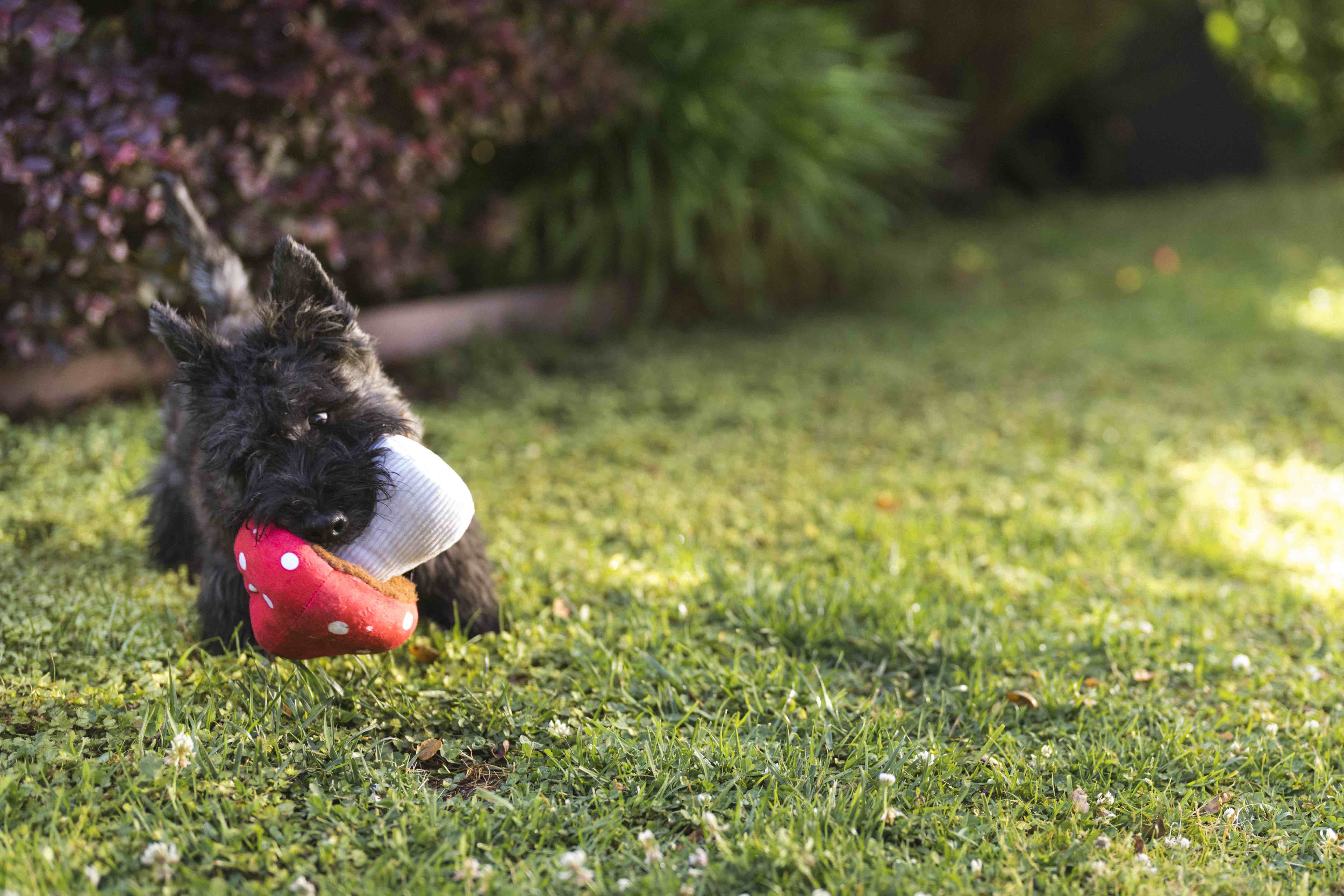 P.L.A.Y. Blooming Buddies Squeaky Plush Dog toys, Mutt's Mushroom