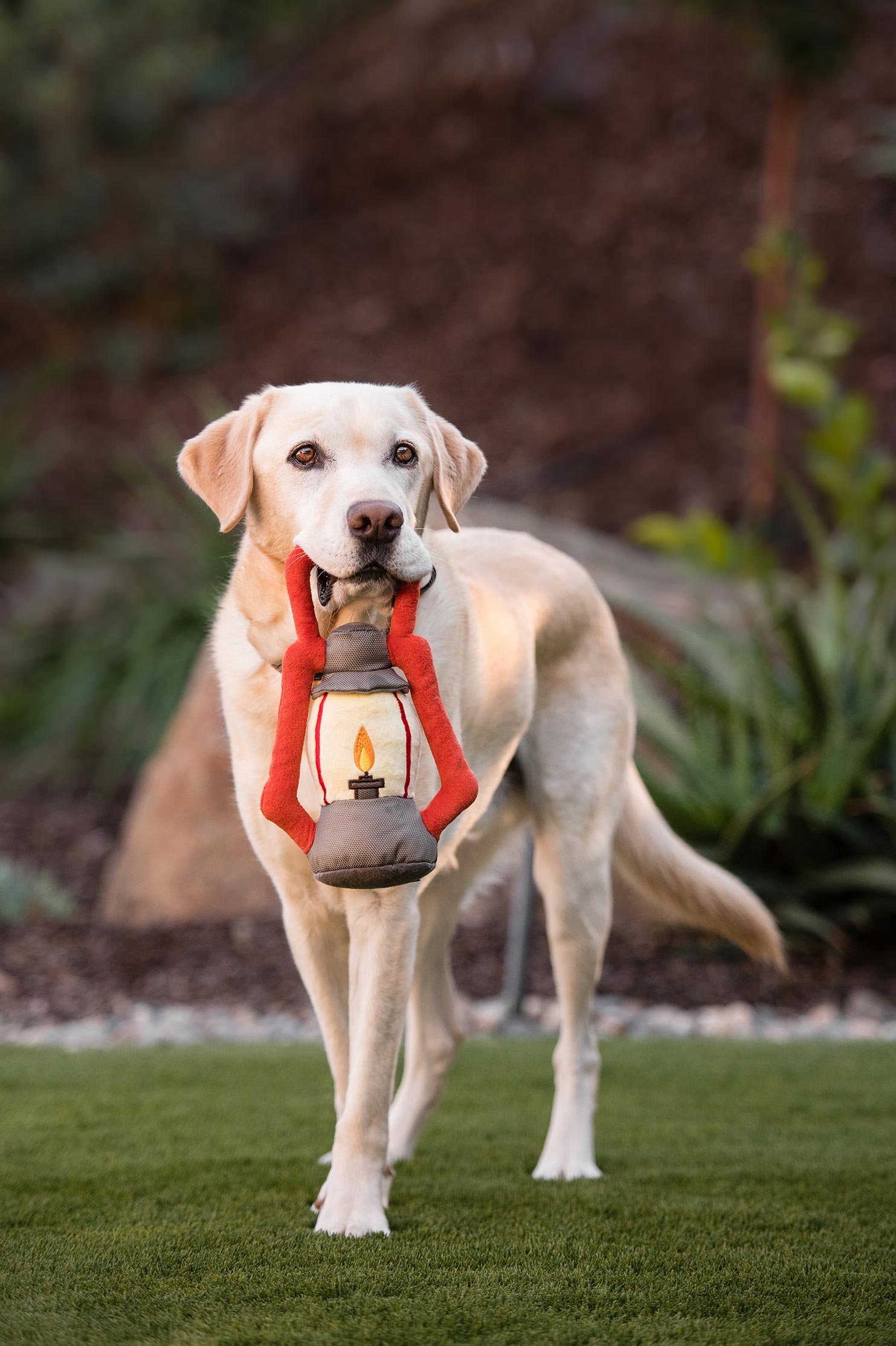 Camp Corbin Squeaky Plush Dog toys, Pack Leader Lantern