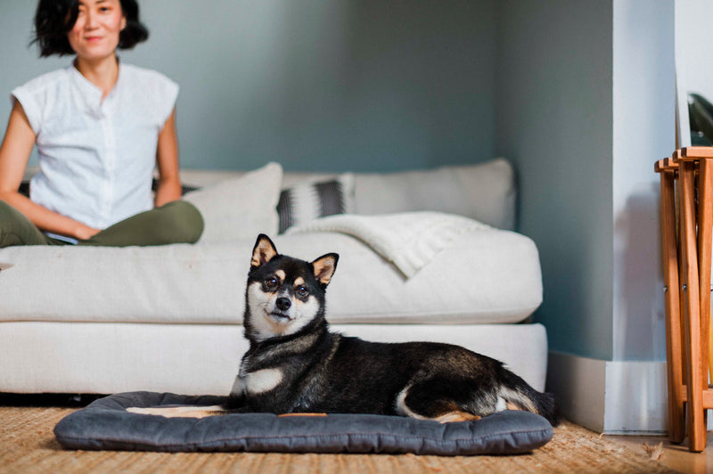 Chill Pad for Dogs and Cats: Anchor