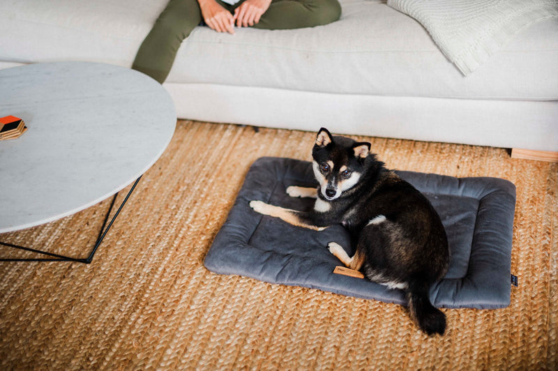 Chill Pad for Dogs and Cats: Anchor