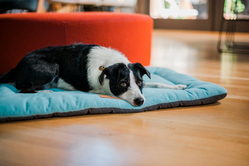 Chill Pad for Dogs and Cats: Aqua