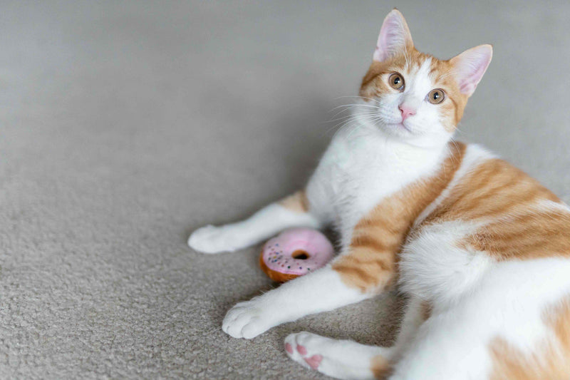 P.L.A.Y. Feline Frenzy, Catnip Toy set: Kitty Kreme Doughnuts