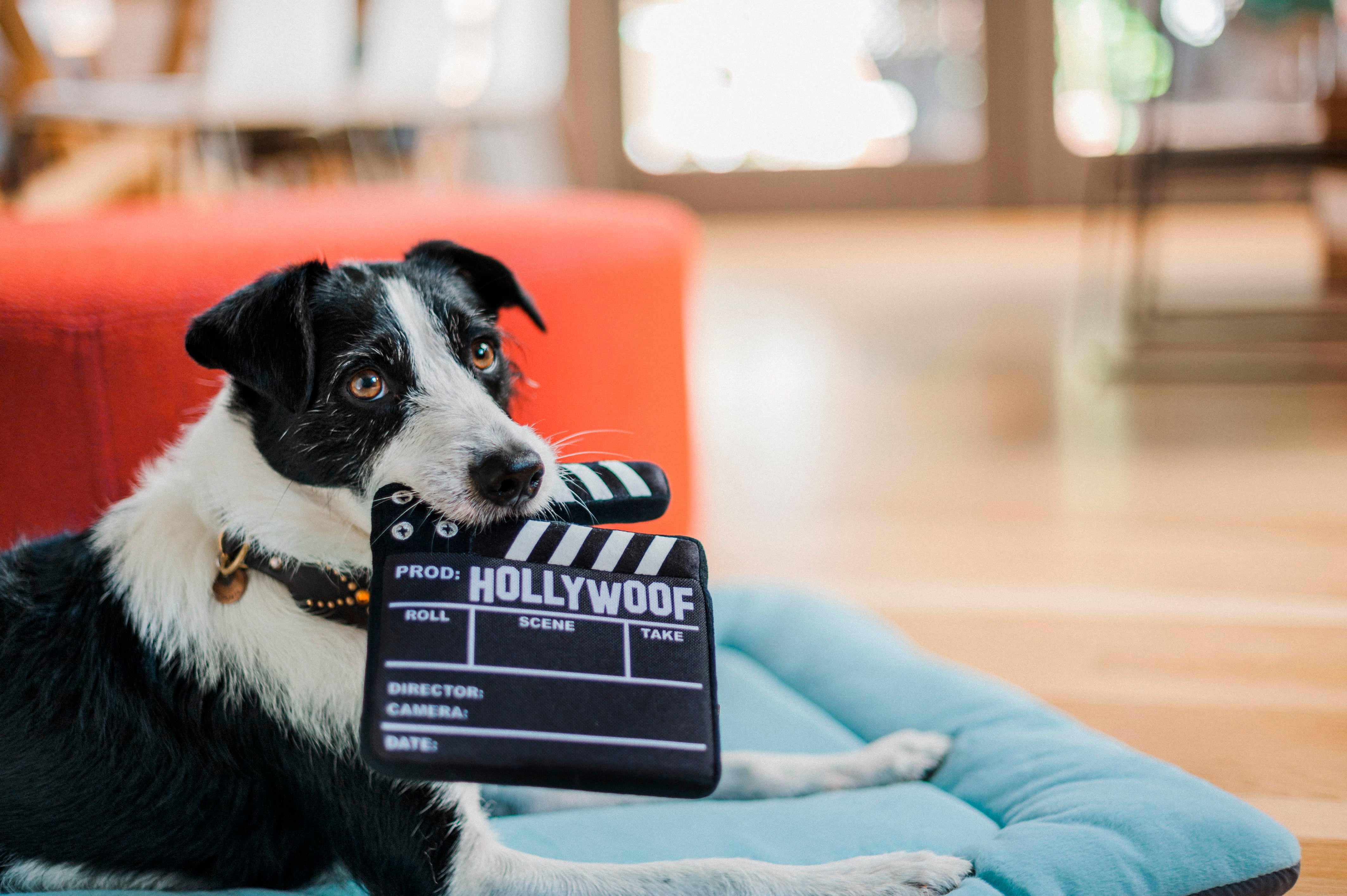 Hollywoof Cinema Squeaky Plush Dog toys, Bundle