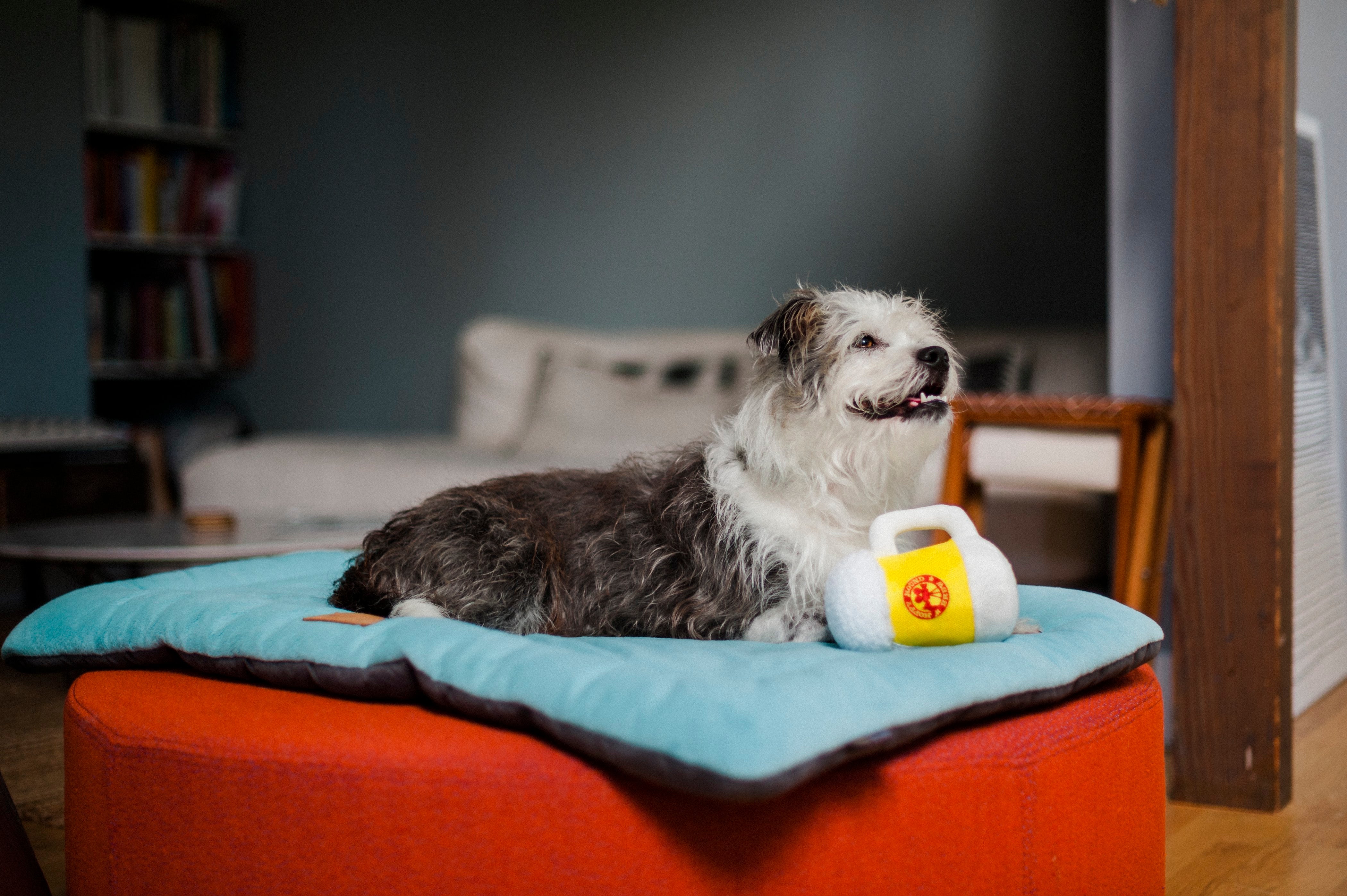 Hollywoof Cinema Squeaky Plush Dog toys, Bundle