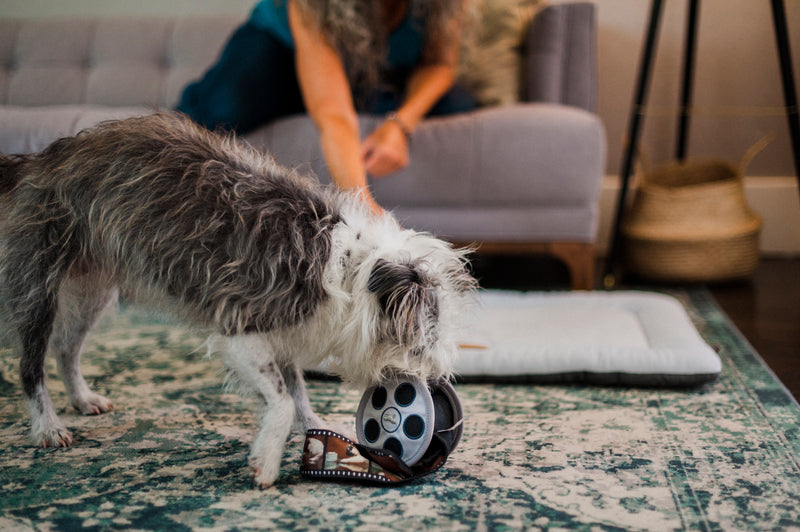 Hollywoof Cinema Squeaky Plush Dog toys, Momo's Movie Reel