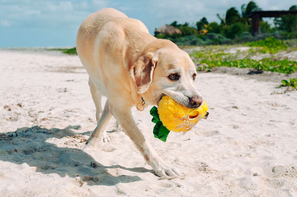 Tropical Paradise Squeaky Plush Dog toys, Bundle