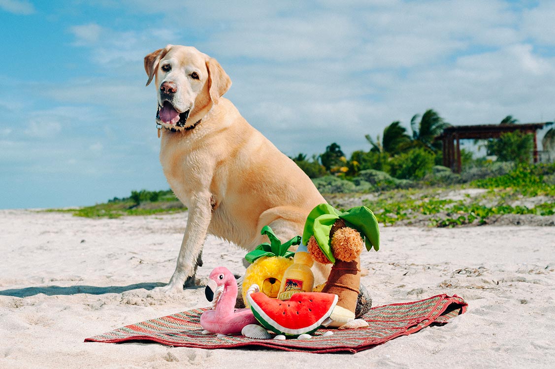 Tropical Paradise Squeaky Plush Dog toys, Wagging Watermelon