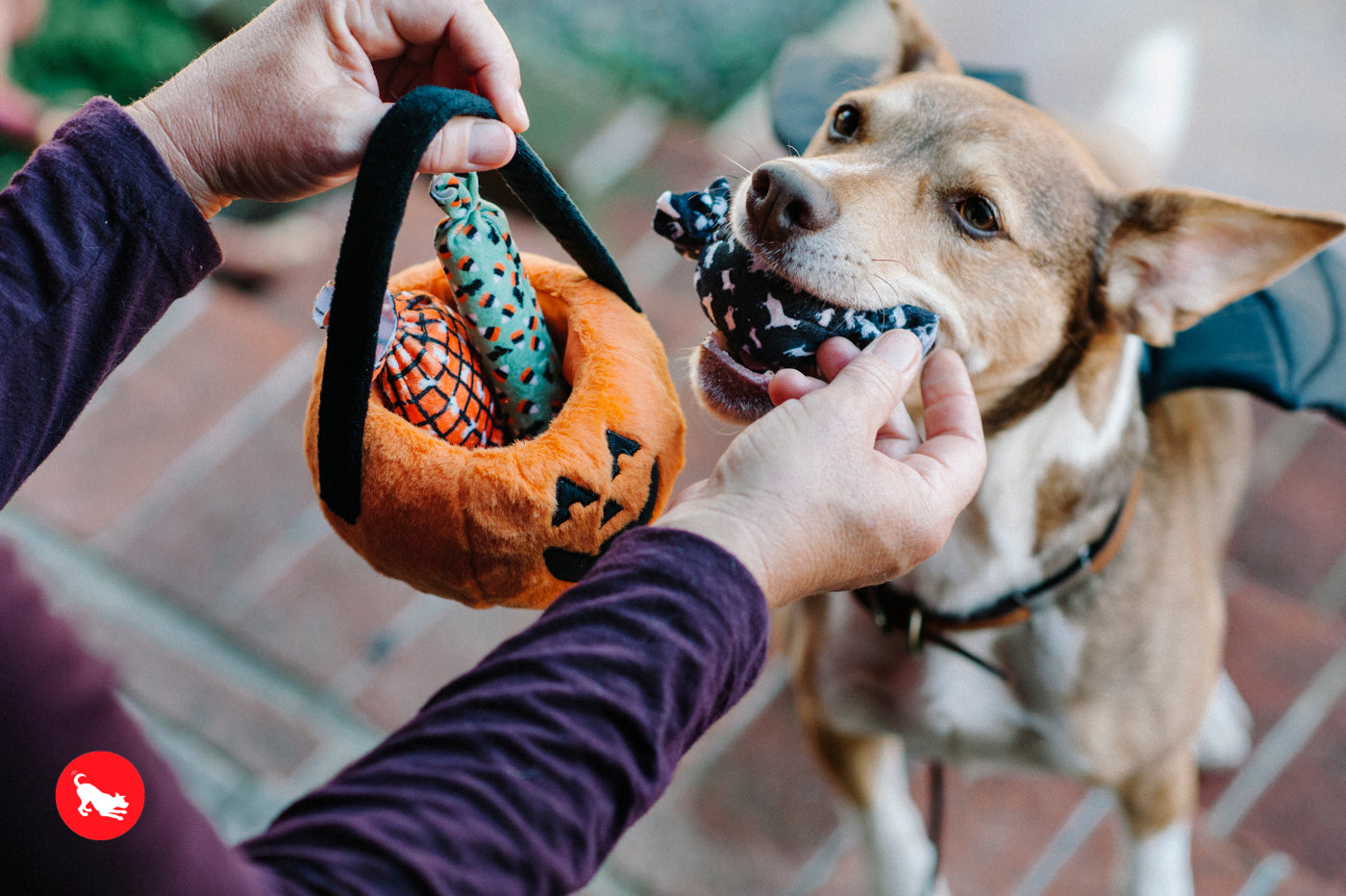 P.L.A.Y. Halloween Pumpkin Basket with Candies Plush Dog Toy