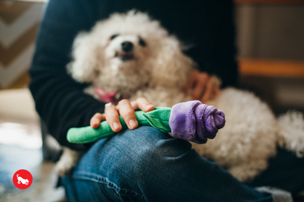 Puppy Love, Dog Squeaky Plush Toys Bundle