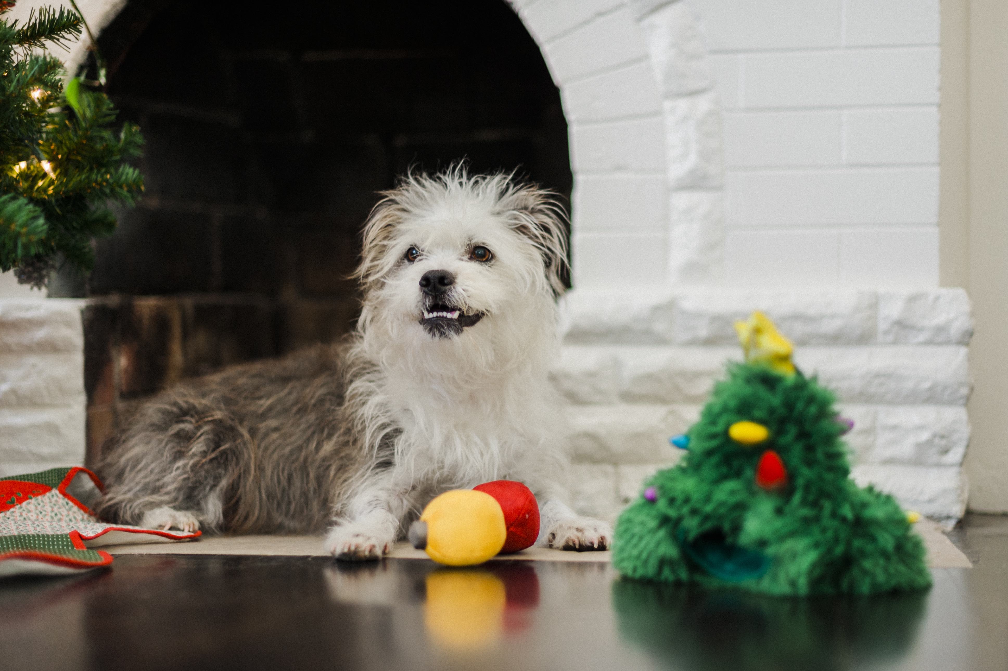 P.L.A.Y. Merry Woofmas Dog Plush toys: Doglas Fur
