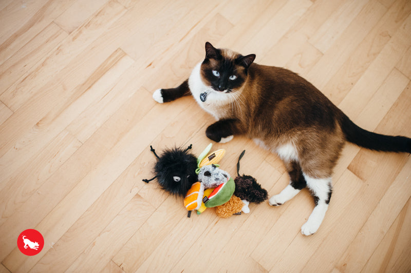 PLAY Feline Frenzy Catnip Toy Cats