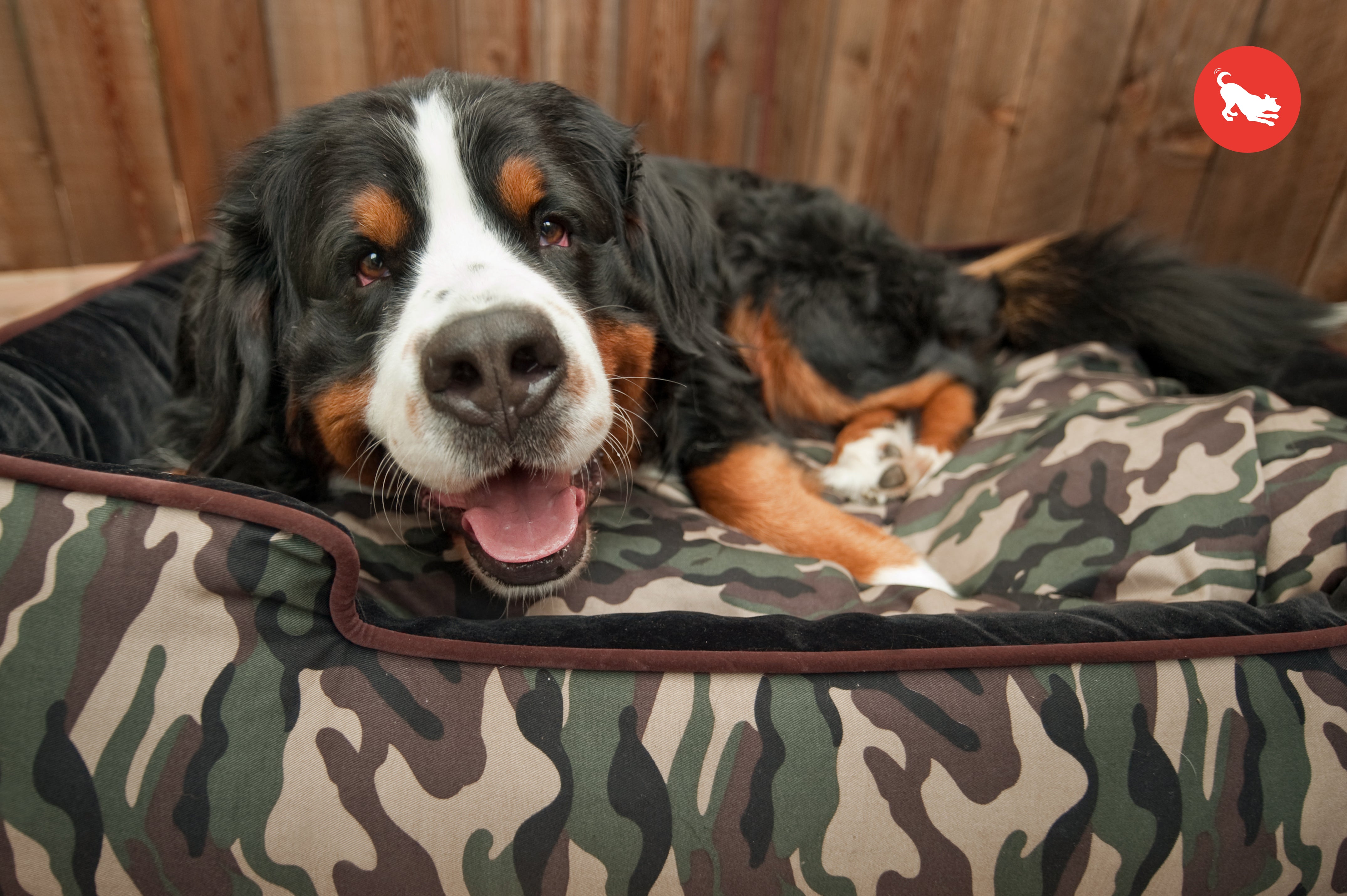 [Pre-order]Lounge Dog Bed: Camouflage Army Green/Chocolate