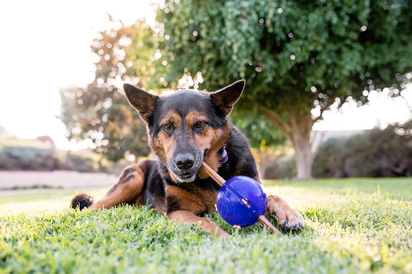 Interactive, Treat-dispensing Dog Toy, Orbee-Tuff Ball, Guru Purple