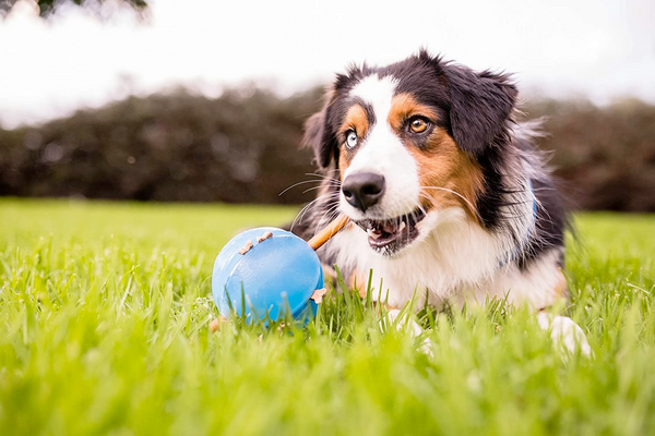 Interactive, Treat-dispensing Dog Toy, Orbee-Tuff Ball, Guru Royal Blue