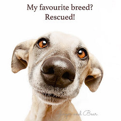 Postcard: My favourite breed? Rescued!