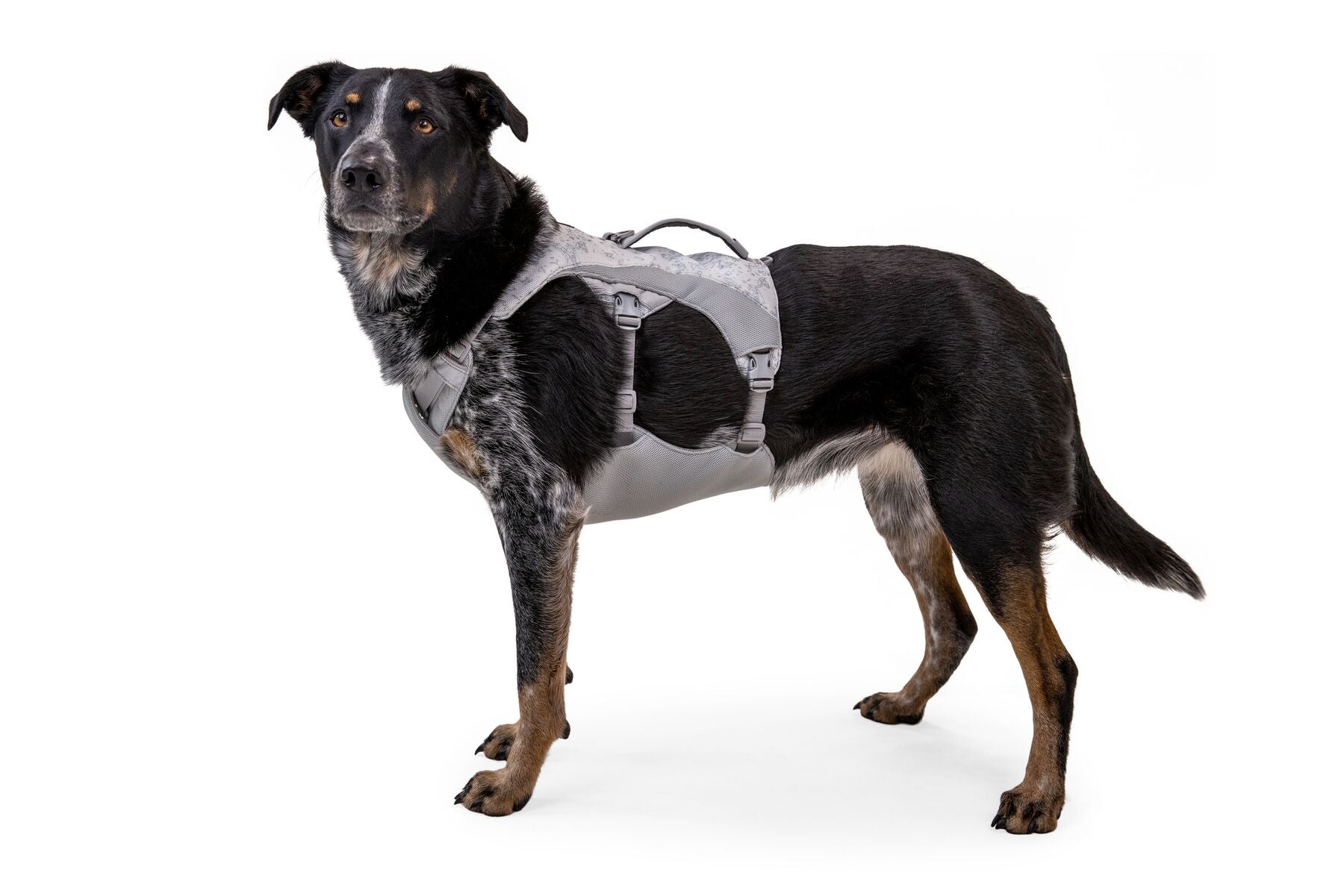 Ruffwear Dog Cooling Harness: Swamp Cooler