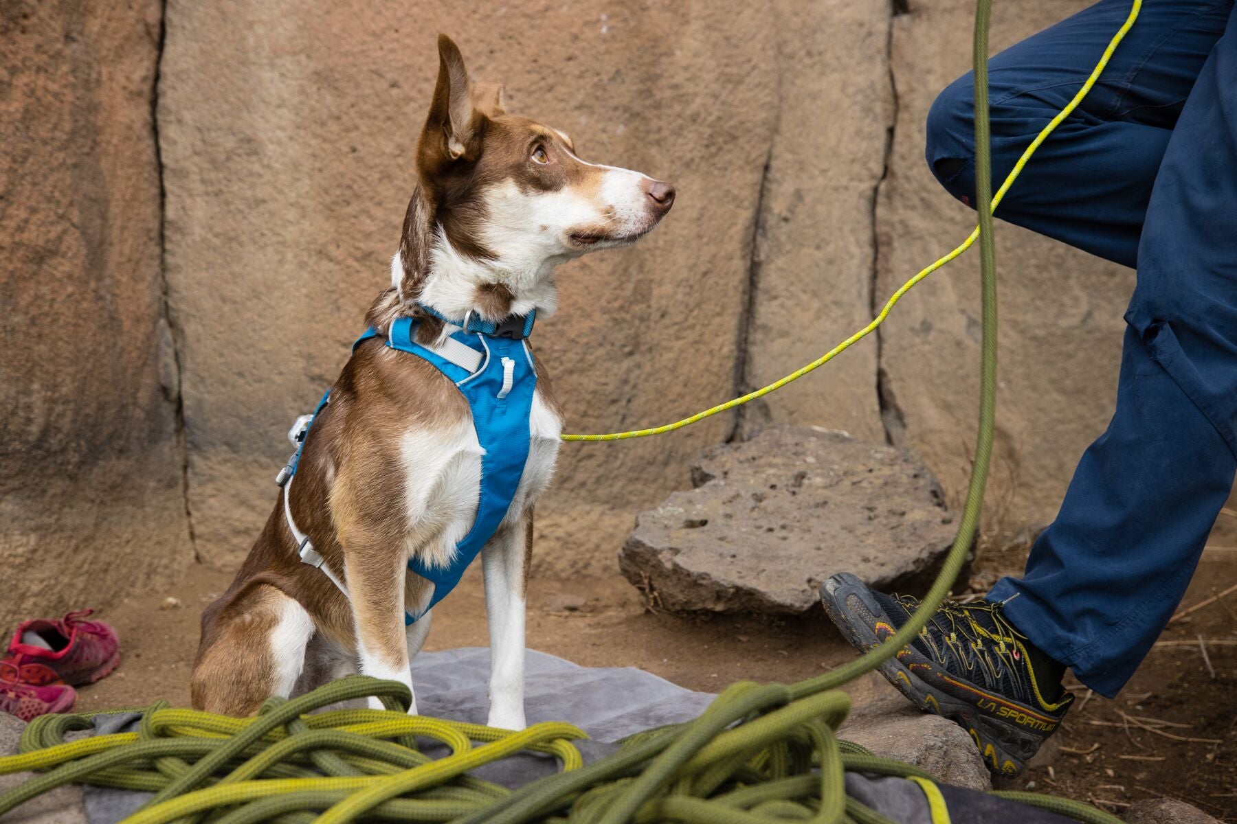 Ruffwear Dog Harness With Handle: Flagline