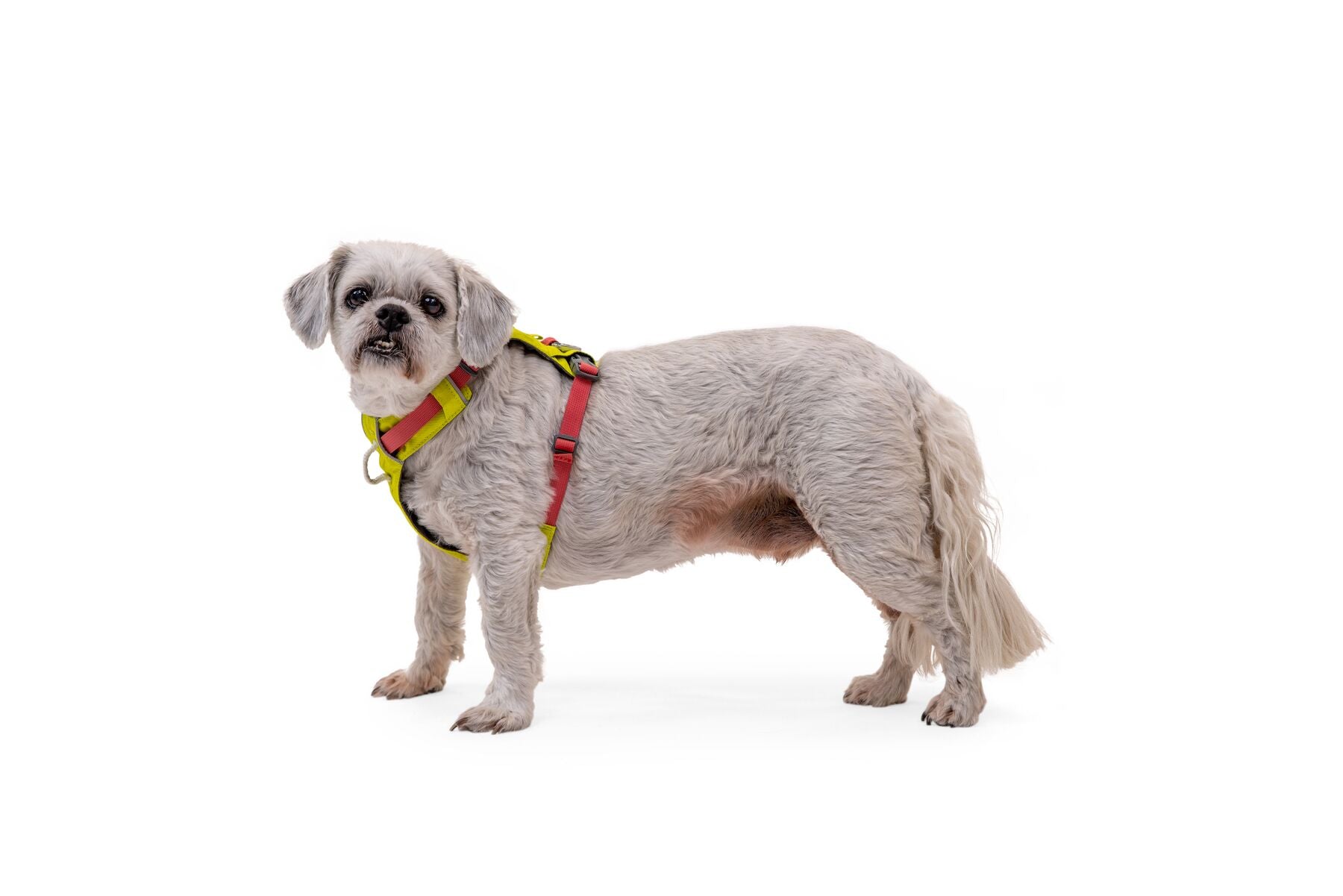 Ruffwear Dog Lightweight Harness: Hi & Light