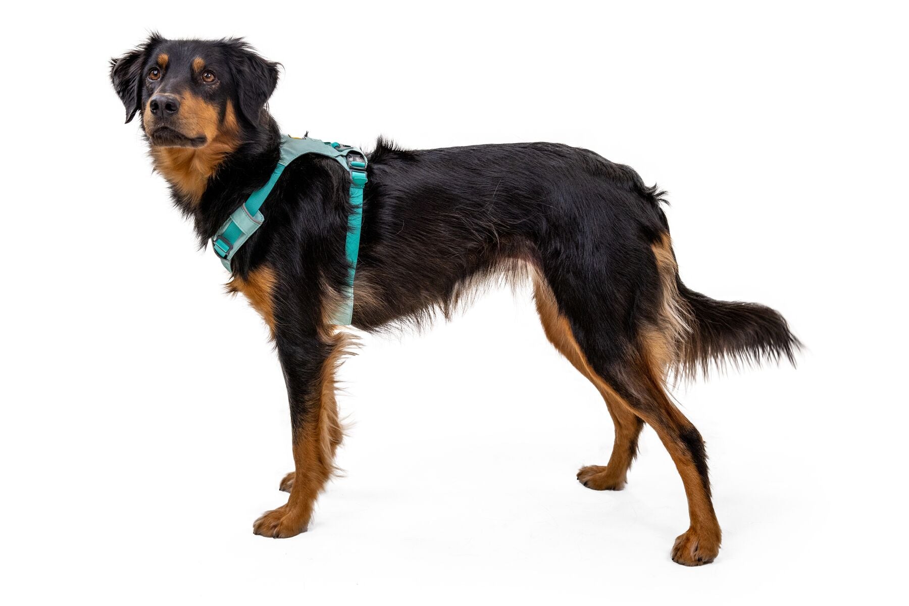 Ruffwear Dog Lightweight Harness: Hi & Light