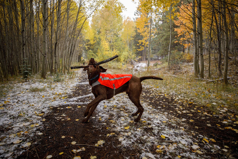 Ruffwear Track Jacket for Dogs
