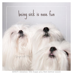 Get well soon: Maltese Being Sick is Nose Fun