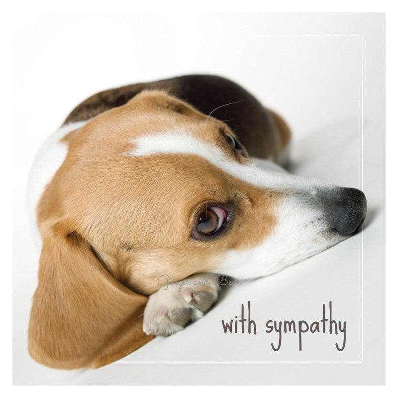 Sympathy: Dakota The Beagle Sympathy