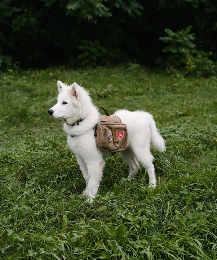 Dog Merit Badges: Best Buddy