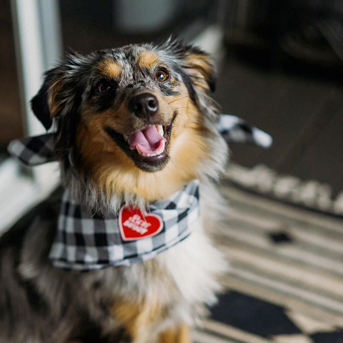Dog Merit Badges: Best Buddy