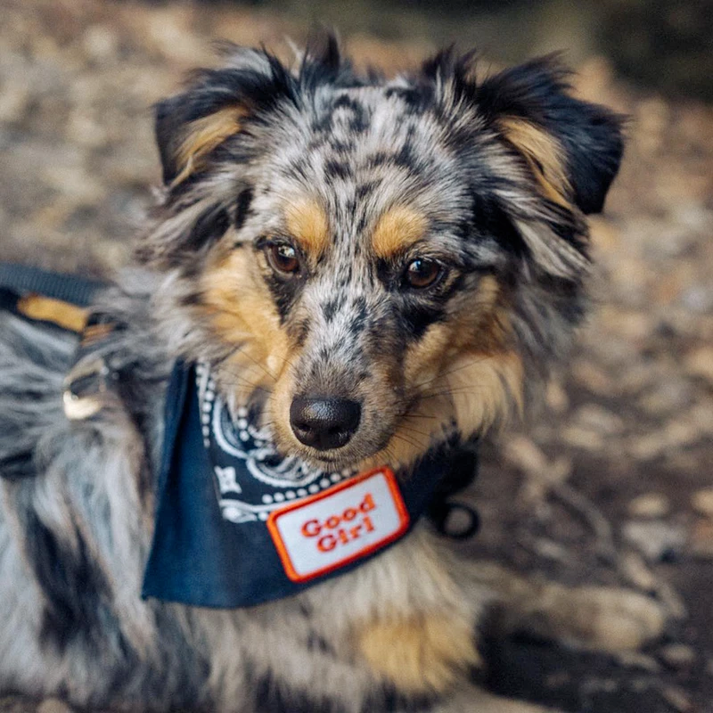 Dog Merit Badges: Good Girl