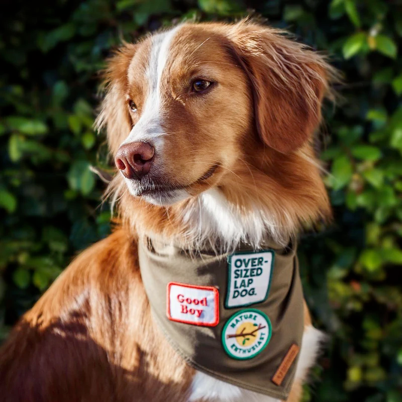 Dog Merit Badges: Good Boy