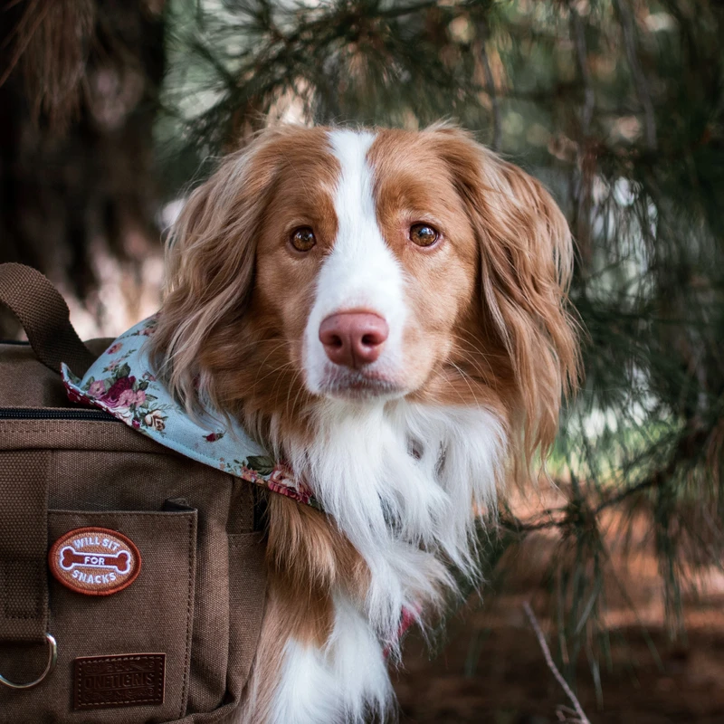 Dog Merit Badges: Will Sit for Snacks