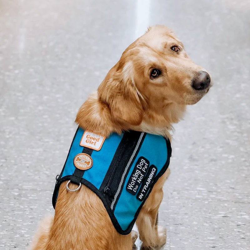 Dog Merit Badges: Will Sit for Snacks