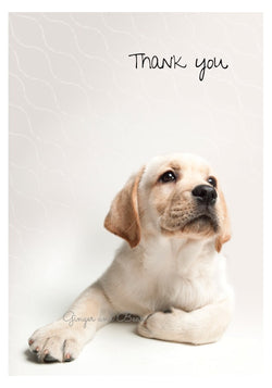 Thank you Notecard box: Yellow Labrador Retriever Puppy