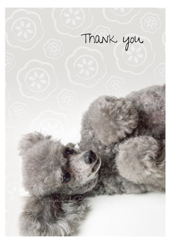 Thank you Notecard box: Poodle