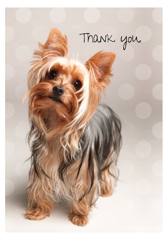 Thank you Notecard box: Yorkshire Terrier