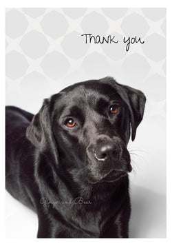 Thank you Notecard box: Black Labrador Retriever