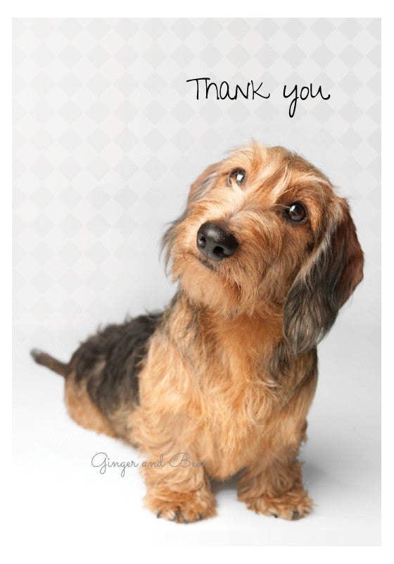 Thank you Notecard box: Wire Haired Dachshund
