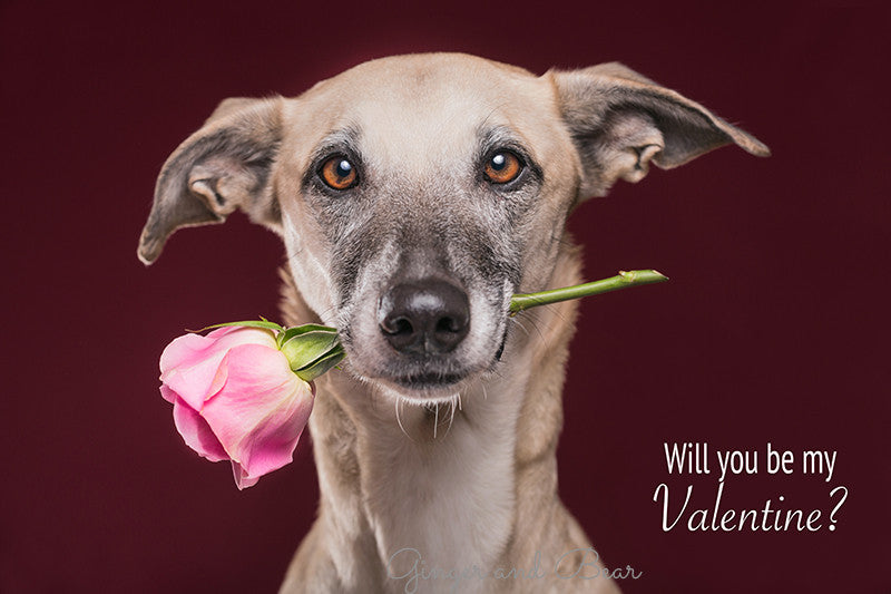 Postcard: Will you be my Valentine?