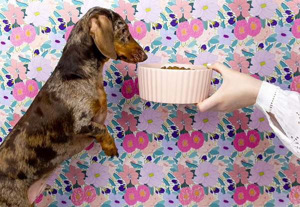 Ripple Dog Food and Water Ceramic Bowl, Rose