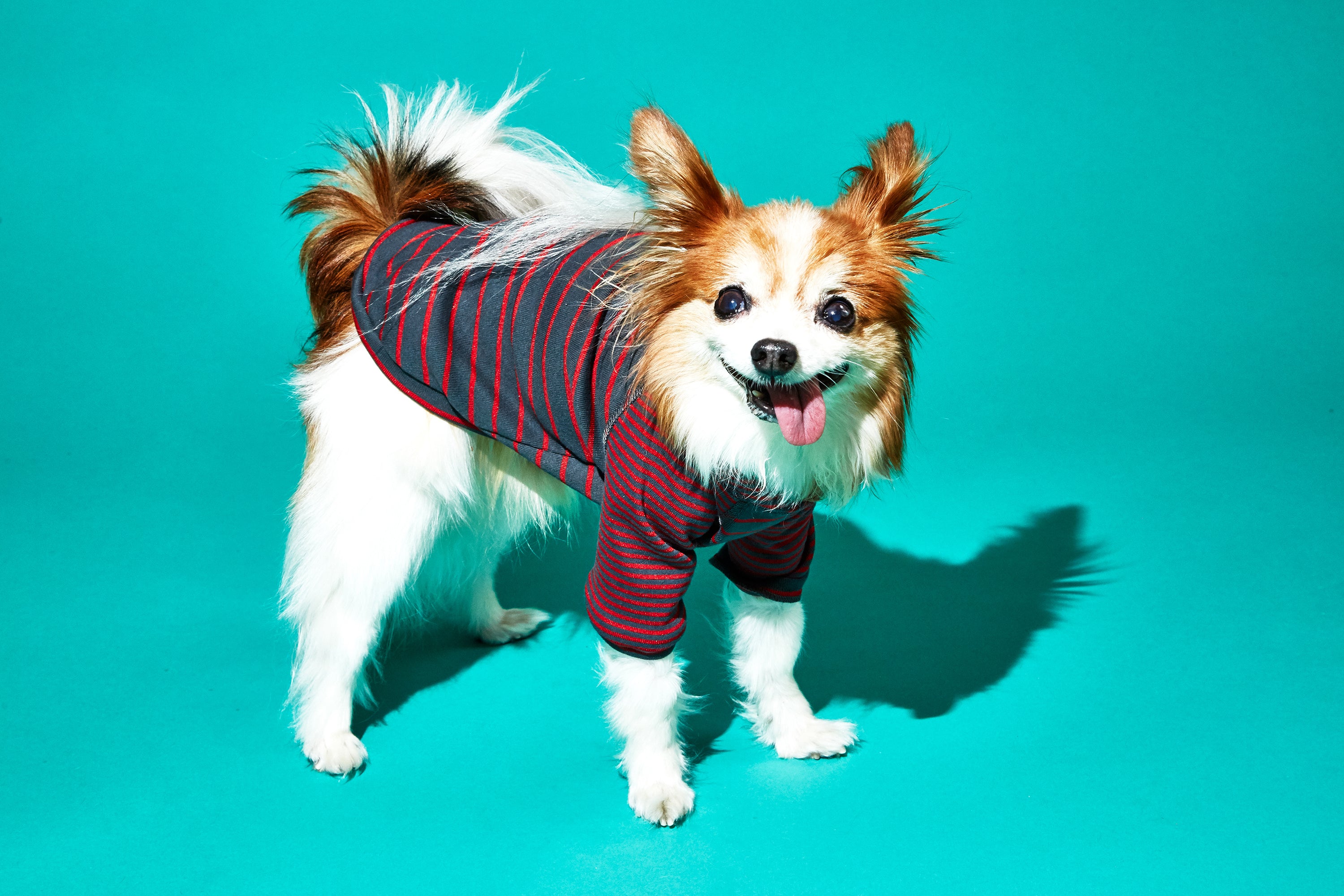 Striped dog shirt cheap