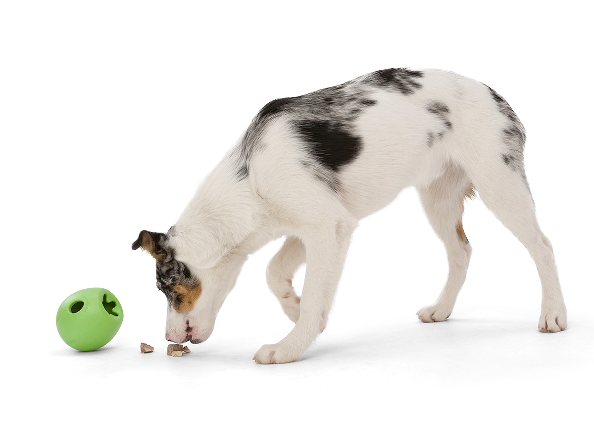 Interactive puzzle, food-dispensing dog toy, Zogoflex Echo Rumbl
