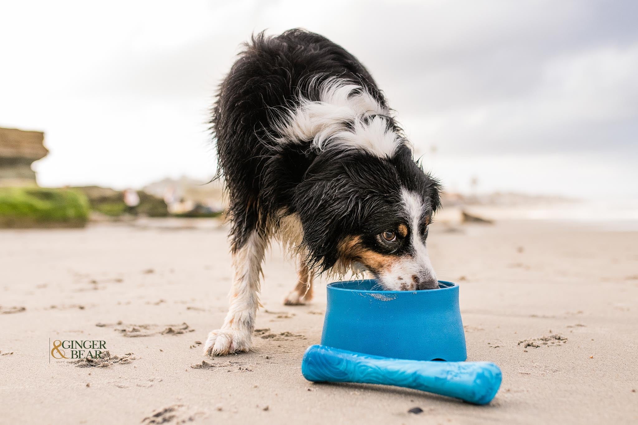 Dog Food and Drink Non-slip Eco Sustainable Bowl: Seaflex Marine