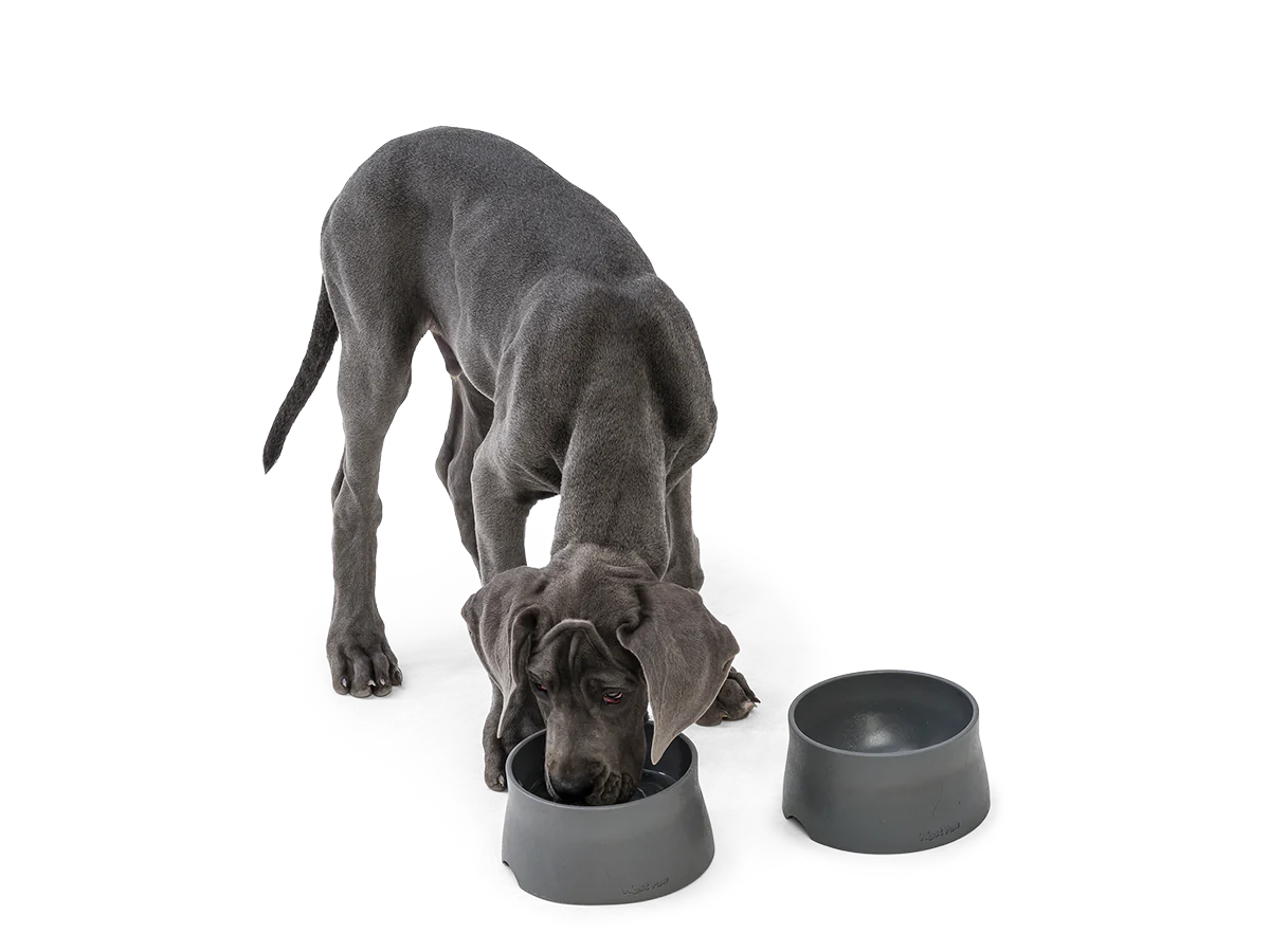 Dog Food and Drink Non-slip Eco Sustainable Bowl: Seaflex Sea Fog